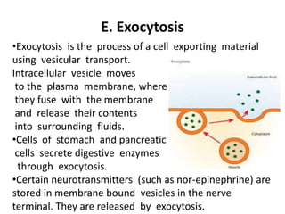 E. Exocytosis
•Exocytosis is the process of a cell exporting material
using vesicular transport.
Intracellular vesicle moves
to the plasma membrane, where
they fuse with the membrane
and release their contents
into surrounding fluids.
•Cells of stomach and pancreatic
cells secrete digestive enzymes
through exocytosis.
•Certain neurotransmitters (such as nor-epinephrine) are
stored in membrane bound vesicles in the nerve
terminal. They are released by exocytosis.
 
