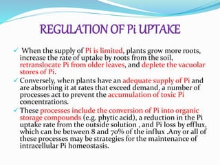 REGULATION OF Pi UPTAKE
 When the supply of Pi is limited, plants grow more roots,
increase the rate of uptake by roots from the soil,
retranslocate Pi from older leaves, and deplete the vacuolar
stores of Pi.
 Conversely, when plants have an adequate supply of Pi and
are absorbing it at rates that exceed demand, a number of
processes act to prevent the accumulation of toxic Pi
concentrations.
 These processes include the conversion of Pi into organic
storage compounds (e.g. phytic acid), a reduction in the Pi
uptake rate from the outside solution , and Pi loss by efflux,
which can be between 8 and 70% of the influx .Any or all of
these processes may be strategies for the maintenance of
intracellular Pi homeostasis.
 