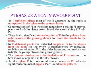 P TRANSLOCATION IN WHOLE PLANT
 In P-sufficient plants most of the Pi absorbed by the roots is
transported in the xylem to the younger leaves.
 Concentrations of Pi in the xylem range from 1 mM in Pi-starved
plants to 7 mM in plants grown in solutions containing 125 mM
Pi .
 There is also significant retranslocation of Pi in the phloem from
older leaves to the growing shoots and from the shoots to the
roots.
 In Pi-deficient plants the restricted supply of Pi to the shoots
from the roots via the xylem is supplemented by increased
mobilization of stored P in the older leaves and retranslocation
to both the younger leaves and growing roots.
 This process involves both the depletion of Pi stores and the
breakdown of organic P in the older leaves.
 In the xylem P is transported almost solely as Pi, whereas
significant amounts of organic P are found in the phloem.
 