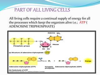 PART OF ALL LIVING CELLS
All living cells require a continual supply of energy for all
the processes which keep the organism alive i.e.; ATP (
ADENOSINE TRIPHOSPHATE)
 