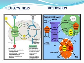 .
PHOTOSYNTHESIS RESPIRATION
 