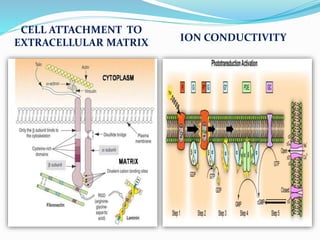 .
CELL ATTACHMENT TO
EXTRACELLULAR MATRIX ION CONDUCTIVITY
 