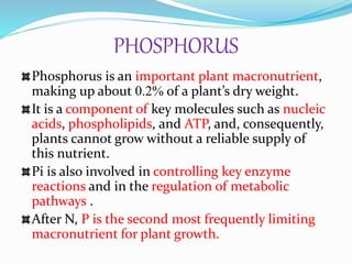 PHOSPHORUS
Phosphorus is an important plant macronutrient,
making up about 0.2% of a plant’s dry weight.
It is a component of key molecules such as nucleic
acids, phospholipids, and ATP, and, consequently,
plants cannot grow without a reliable supply of
this nutrient.
Pi is also involved in controlling key enzyme
reactions and in the regulation of metabolic
pathways .
After N, P is the second most frequently limiting
macronutrient for plant growth.
 