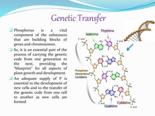 Genetic Transfer
 Phosphorus is a vital
component of the substances
that are building blocks of
genes and chromosomes.
 So, it is an essential part of the
process of carrying the genetic
code from one generation to
the next, providing the
“blueprint” for all aspects of
plant growth and development.
 An adequate supply of P is
essential to the development of
new cells and to the transfer of
the genetic code from one cell
to another as new cells are
formed
 