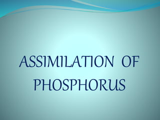 ASSIMILATION OF
PHOSPHORUS
 