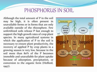 PHOSPHORUS IN SOIL
Although the total amount of P in the soil
may be high, it is often present in
unavailable forms or in forms that are only
available outside of the rhizosphere. Few
unfertilized soils release P fast enough to
support the high growth rates of crop plant
species. In many agricultural systems in
which the application of P to the soil is
necessary to ensure plant productivity, the
recovery of applied P by crop plants in a
growing season is very low, because in the
soil more than 80% of the P becomes
immobile and unavailable for plant uptake
because of adsorption, precipitation, or
conversion to the organic form (Holford,
1997).
 