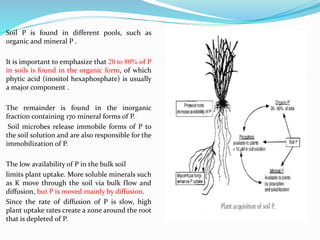 .
Soil P is found in different pools, such as
organic and mineral P .
It is important to emphasize that 20 to 80% of P
in soils is found in the organic form, of which
phytic acid (inositol hexaphosphate) is usually
a major component .
The remainder is found in the inorganic
fraction containing 170 mineral forms of P.
Soil microbes release immobile forms of P to
the soil solution and are also responsible for the
immobilization of P.
The low availability of P in the bulk soil
limits plant uptake. More soluble minerals such
as K move through the soil via bulk flow and
diffusion, but P is moved mainly by diffusion.
Since the rate of diffusion of P is slow, high
plant uptake rates create a zone around the root
that is depleted of P.
 