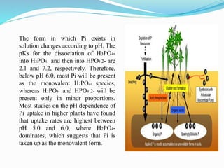 .
The form in which Pi exists in
solution changes according to pH. The
pKs for the dissociation of H3PO4-
into H2PO4- and then into HPO4 2- are
2.1 and 7.2, respectively. Therefore,
below pH 6.0, most Pi will be present
as the monovalent H2PO4- species,
whereas H3PO4- and HPO4 2- will be
present only in minor proportions.
Most studies on the pH dependence of
Pi uptake in higher plants have found
that uptake rates are highest between
pH 5.0 and 6.0, where H2PO4-
dominates, which suggests that Pi is
taken up as the monovalent form.
.
 