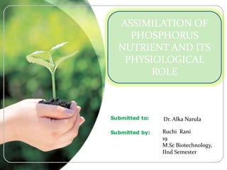 ASSIMILATION OF
PHOSPHORUS
NUTRIENT AND ITS
PHYSIOLOGICAL
ROLE
Dr. Alka Narula
Ruchi Rani
19
M.Sc Biotechnology,
IInd Semester
 