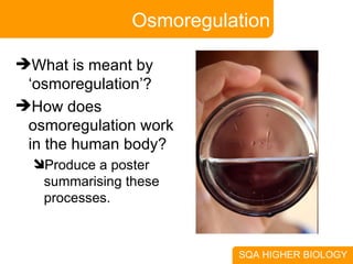 Osmoregulation What is meant by ‘osmoregulation’? How does osmoregulation work in the human body? Produce a poster summarising these processes. 