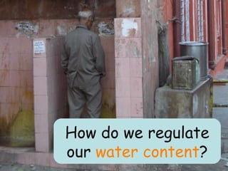 How do we regulate our  water content ? 