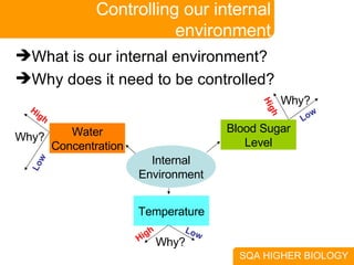 Controlling our internal environment What is our internal environment? Why does it need to be controlled? Internal Environment Water Concentration Blood Sugar Level Temperature Why? Why? Why? High Low High Low High Low 