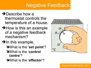Negative Feedback Describe how a thermostat controls the temperature of a house. How is this an example of a negative feedback mechanism? In this example, What is the ‘ set point ’? What is the ‘ control centre ’? What is the ‘ effector ’? 