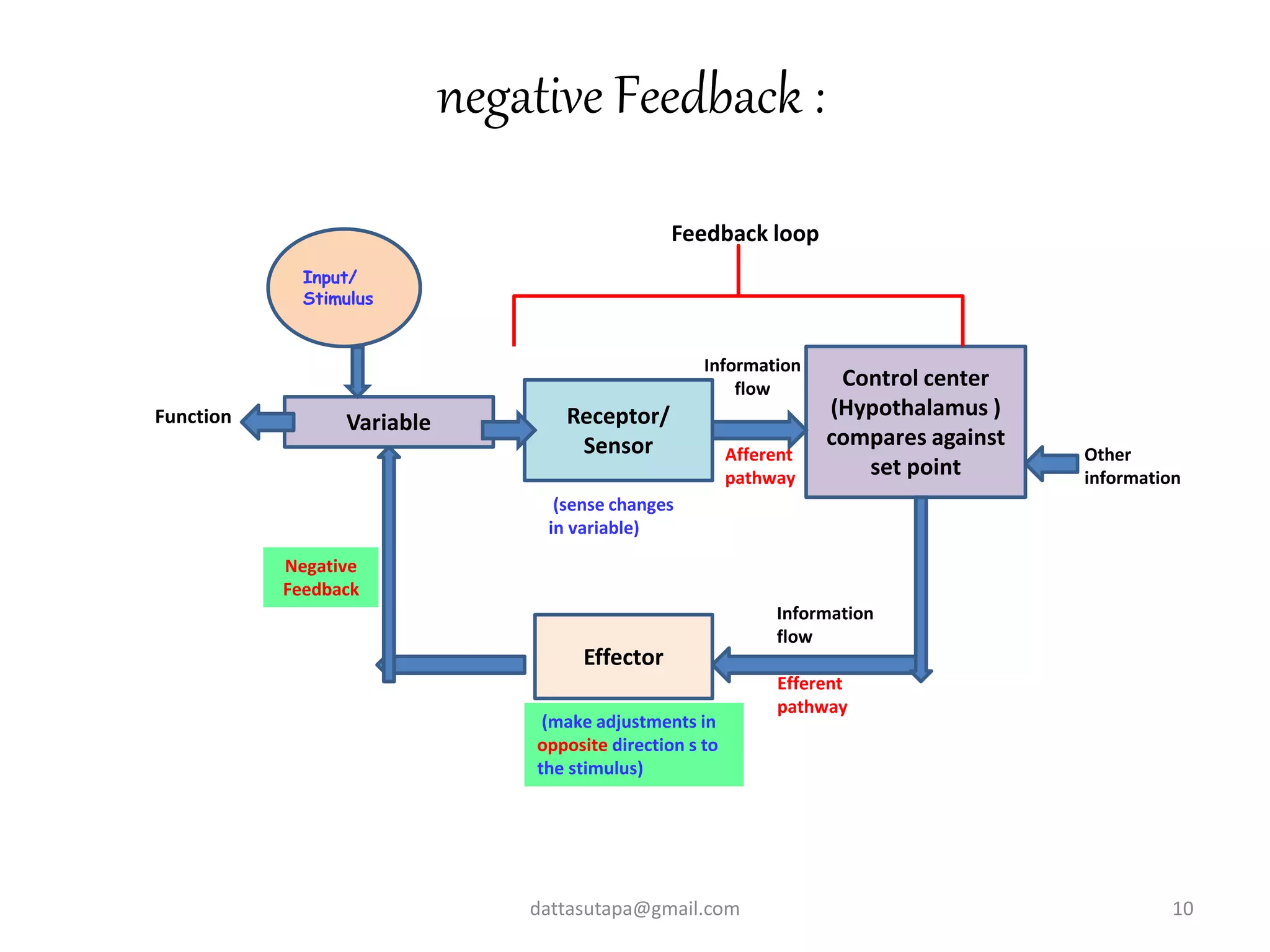 dattasutapa@gmail.com 10
Input/
Stimulus
Receptor/
Sensor
Effector
Control center
(Hypothalamus )
compares against
set point
VariableFunction
Other
information
Information
flow
Information
flow
Feedback loop
Afferent
pathway
Efferent
pathway
Negative
Feedback
(make adjustments in
opposite direction s to
the stimulus)
(sense changes
in variable)
negative Feedback :
 