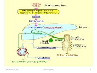 3/8/2017 3:56 AM Nirsuba gurung 16
 