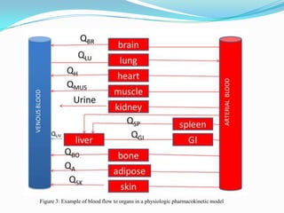 Figure 3: Example of blood flow to organs in a physiologic pharmacokinetic model
 
