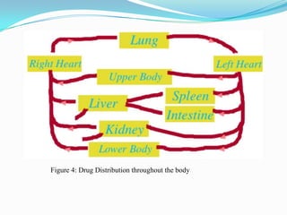 Figure 4: Drug Distribution throughout the body
 