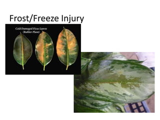 Frost/Freeze Injury 