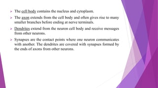  The cell body contains the nucleus and cytoplasm.
 The axon extends from the cell body and often gives rise to many
smaller branches before ending at nerve terminals.
 Dendrites extend from the neuron cell body and receive messages
from other neurons.
 Synapses are the contact points where one neuron communicates
with another. The dendrites are covered with synapses formed by
the ends of axons from other neurons.
 
