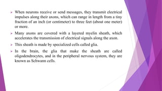  When neurons receive or send messages, they transmit electrical
impulses along their axons, which can range in length from a tiny
fraction of an inch (or centimeter) to three feet (about one meter)
or more.
 Many axons are covered with a layered myelin sheath, which
accelerates the transmission of electrical signals along the axon.
 This sheath is made by specialized cells called glia.
 In the brain, the glia that make the sheath are called
oligodendrocytes, and in the peripheral nervous system, they are
known as Schwann cells.
 