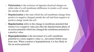 • Polarization is the existence of opposite electrical charges on
either side of a cell membrane (difference in inside a cell versus
the outside of the cell
• Depolarization is the state which the cell membrane change from
positive to negative charged outside the cell and from negative to
positive charge inside the cell.
• Repolarization refers to the change in membrane potential that
returns it to a negative value just after the depolarization phase of
an action potential which has changed the membrane potential to
a positive value.
• Hyperpolarization is the movement of a cell's membrane
potential to a more negative value i.e., movement further away
from zero. When a neuron is hyperpolarized, it is less likely to
fire an action potential.
 
