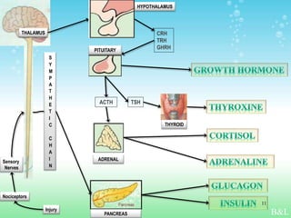 S
Y
M
P
A
T
H
E
T
I
C
C
H
A
I
N
CRH
TRH
GHRH
ACTH TSH
Injury
Sensory
Nerves
THALAMUS
Nociceptors
ADRENAL
PANCREAS
HYPOTHALAMUS
THYROID
PITUITARY
B&L
11
 