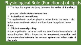 Physiological Role (Functions) of lipids
 The impulse appears to jump between the Nodes of Ranvier, a
process called saltatory conduction.
 Protection of nerve fibres:
The myelin sheath provides physical protection to the axon. It also
helps maintain the structural and functional integrity of nerve
fibres.
 Efficient nerve signalling:
Proper myelination ensures rapid and coordinated transmission of
nerve impulses. This is important for movement, sensation, and
communication between the nervous system and other parts of
the body.
 