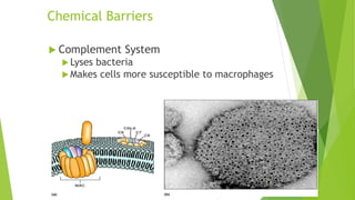 Chemical Barriers
 Complement System
 Lyses bacteria
 Makes cells more susceptible to macrophages
11/18/2019 16
 