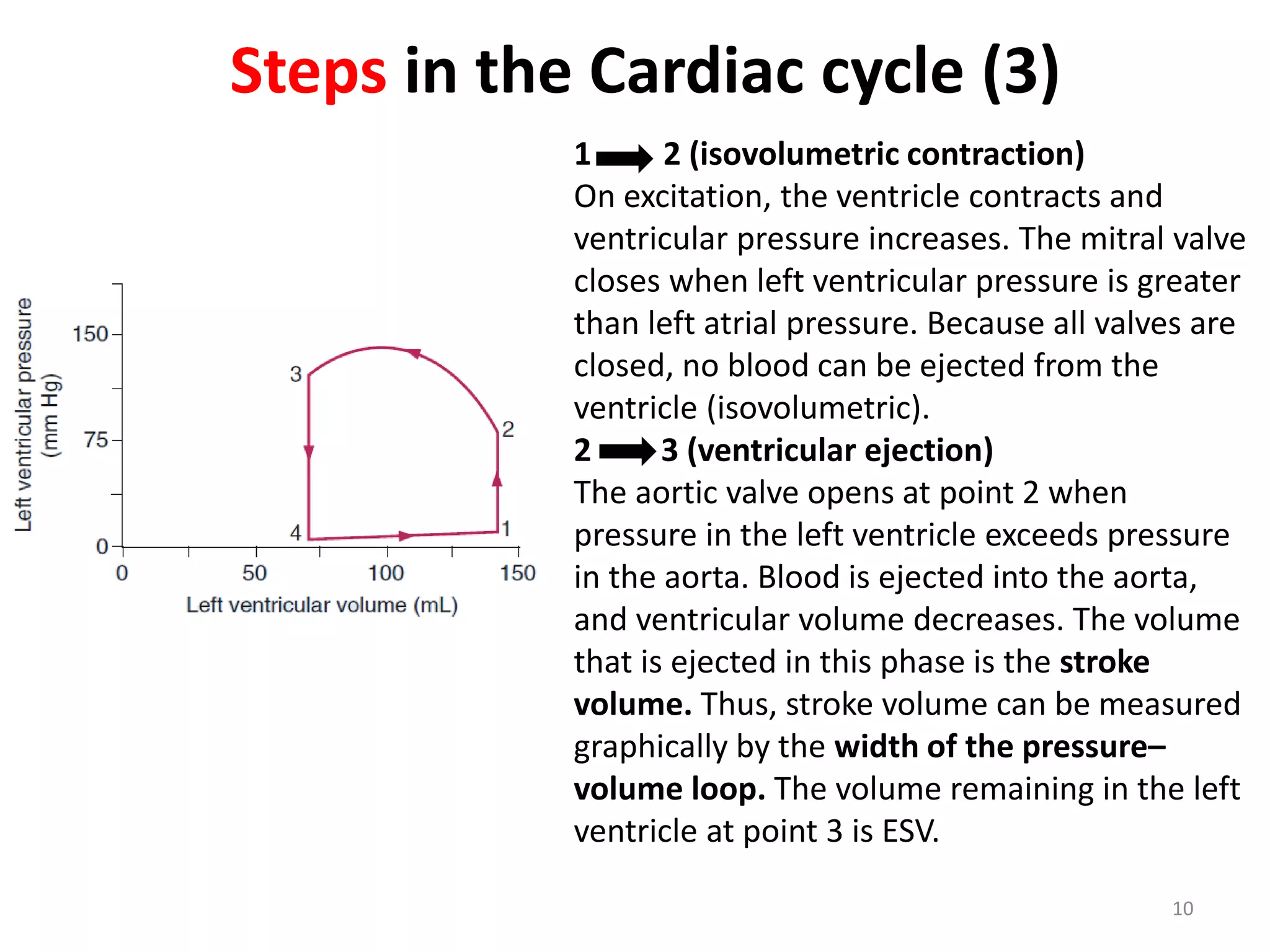 Steps in the Cardiac cycle (3)
1
2 (isovolumetric contraction)
On excitation, the ventricle contracts and
ventricular pressure increases. The mitral valve
closes when left ventricular pressure is greater
than left atrial pressure. Because all valves are
closed, no blood can be ejected from the
ventricle (isovolumetric).
2
3 (ventricular ejection)
The aortic valve opens at point 2 when
pressure in the left ventricle exceeds pressure
in the aorta. Blood is ejected into the aorta,
and ventricular volume decreases. The volume
that is ejected in this phase is the stroke
volume. Thus, stroke volume can be measured
graphically by the width of the pressure–
volume loop. The volume remaining in the left
ventricle at point 3 is ESV.
10

 