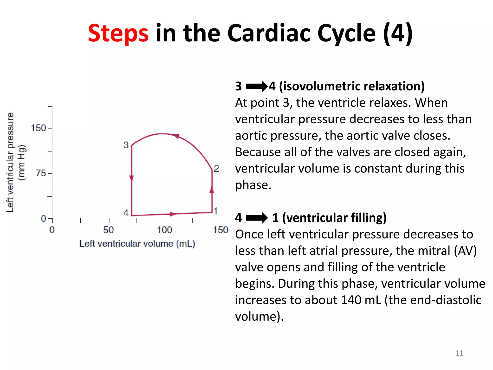 Steps in the Cardiac Cycle (4)
3
4 (isovolumetric relaxation)
At point 3, the ventricle relaxes. When
ventricular pressure decreases to less than
aortic pressure, the aortic valve closes.
Because all of the valves are closed again,
ventricular volume is constant during this
phase.
4
1 (ventricular filling)
Once left ventricular pressure decreases to
less than left atrial pressure, the mitral (AV)
valve opens and filling of the ventricle
begins. During this phase, ventricular volume
increases to about 140 mL (the end-diastolic
volume).
11

 