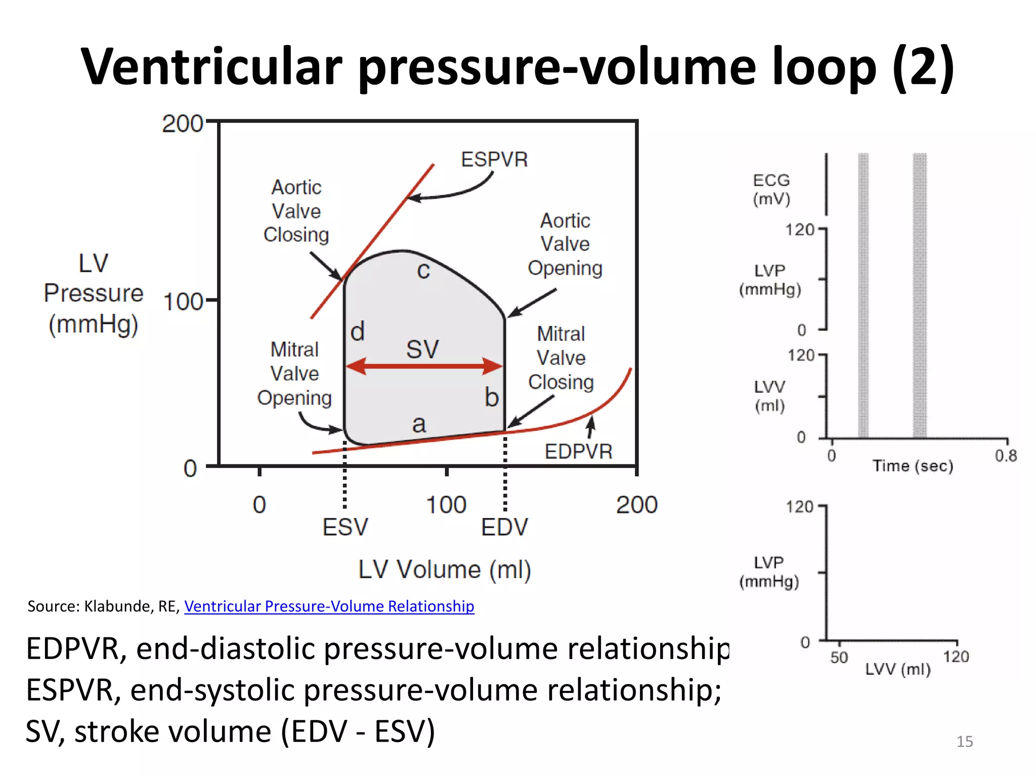 Ventricular pressure-volume loop (2)

Source: Klabunde, RE, Ventricular Pressure-Volume Relationship

EDPVR, end-diastolic pressure-volume relationship;
ESPVR, end-systolic pressure-volume relationship;
SV, stroke volume (EDV - ESV)

15

 