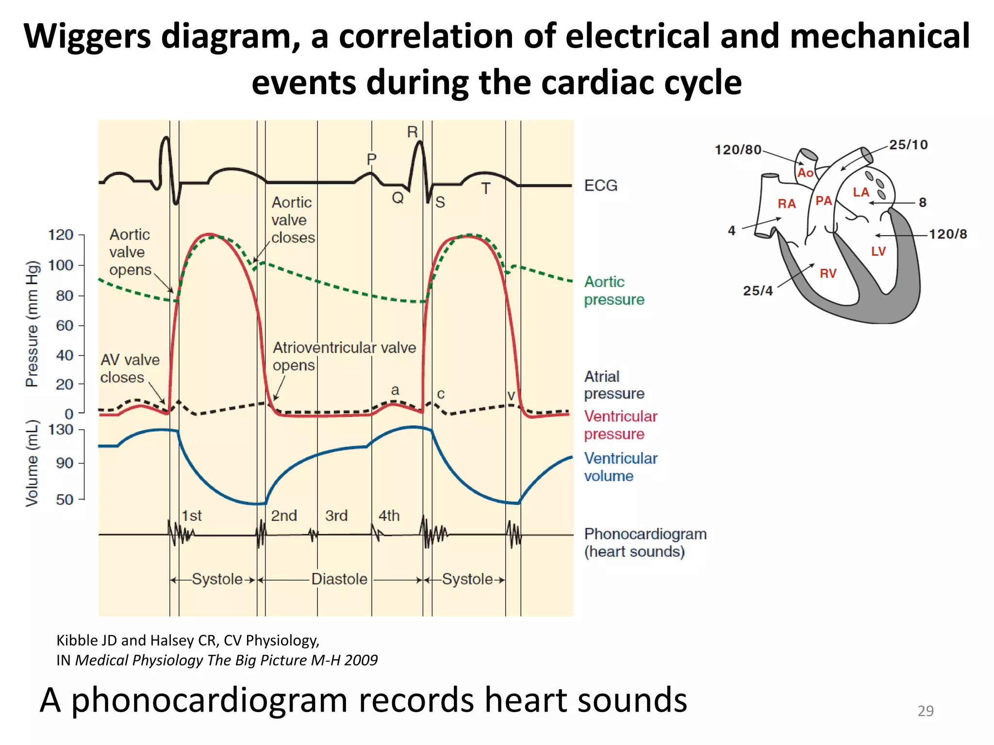 Wiggers diagram, a correlation of electrical and mechanical
events during the cardiac cycle

Kibble JD and Halsey CR, CV Physiology,
IN Medical Physiology The Big Picture M-H 2009

A phonocardiogram records heart sounds

29

 