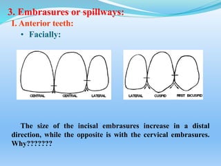 3. Embrasures or spillways:
I. Anterior teeth:
• Facially:
The size of the incisal embrasures increase in a distal
direction, while the opposite is with the cervical embrasures.
Why???????
 