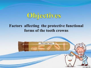 Factors affecting the protective functional
forms of the tooth crowns
 