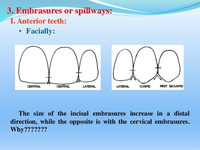 Physiologic tooth part 1 massage table diagram 