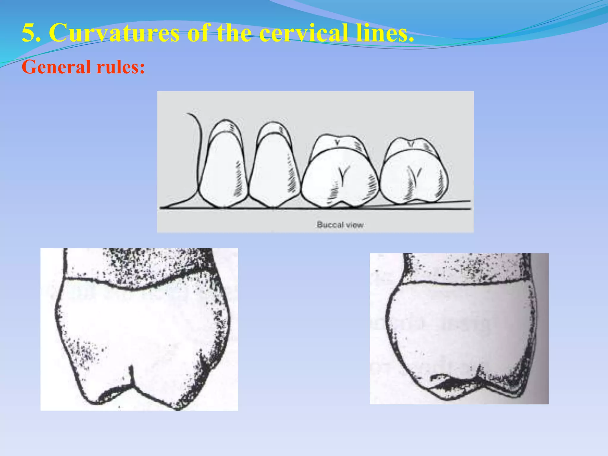 5. Curvatures of the cervical lines.
General rules:
 