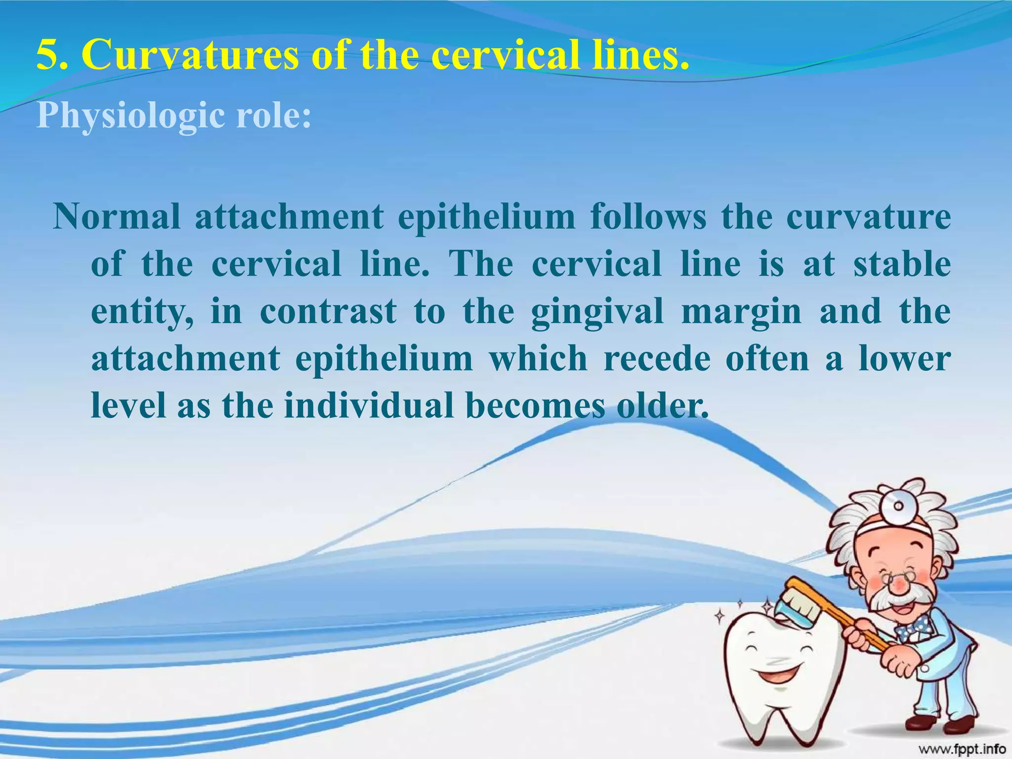 5. Curvatures of the cervical lines.
Normal attachment epithelium follows the curvature
of the cervical line. The cervical line is at stable
entity, in contrast to the gingival margin and the
attachment epithelium which recede often a lower
level as the individual becomes older.
Physiologic role:
 