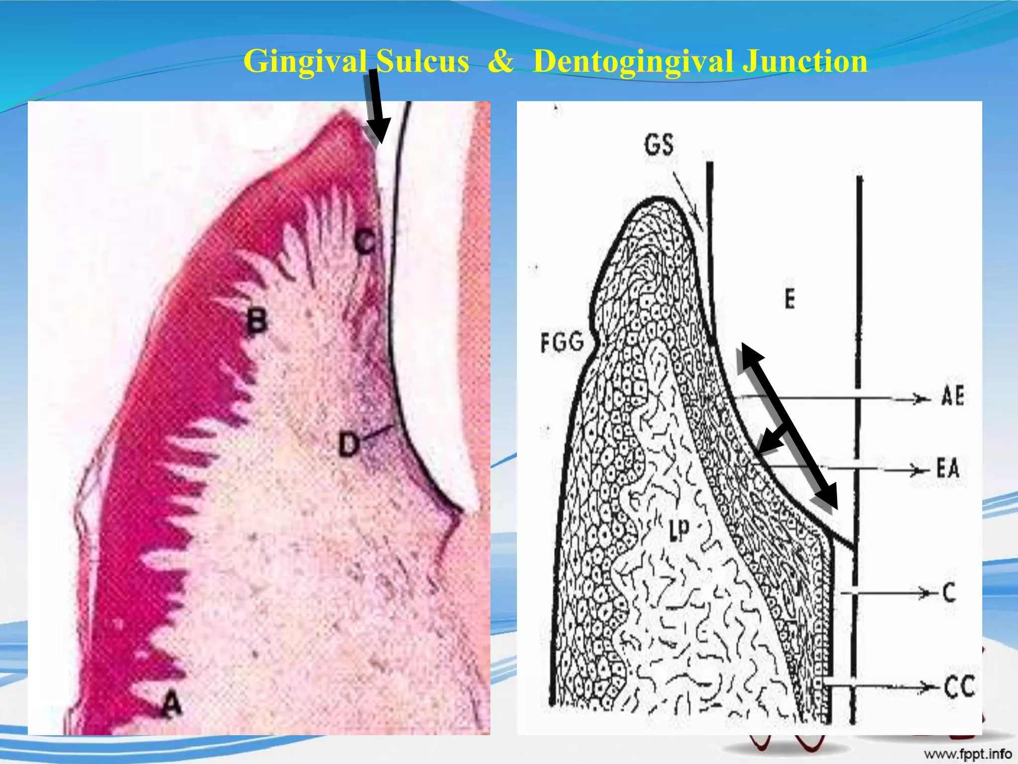 Gingival Sulcus & Dentogingival Junction
 
