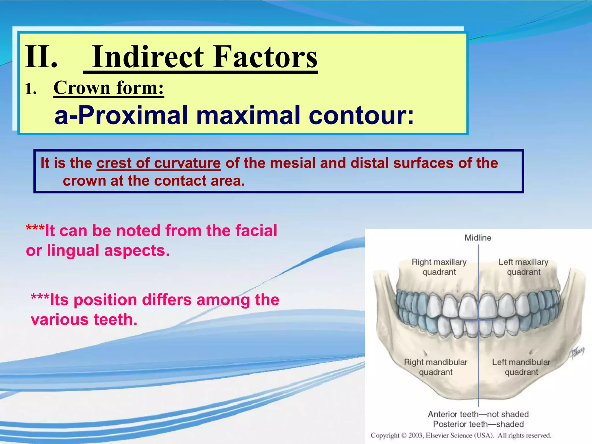 It is the crest of curvature of the mesial and distal surfaces of the
crown at the contact area.
***It can be noted from the facial
or lingual aspects.
***Its position differs among the
various teeth.
II. Indirect Factors
1. Crown form:
a-Proximal maximal contour:
 