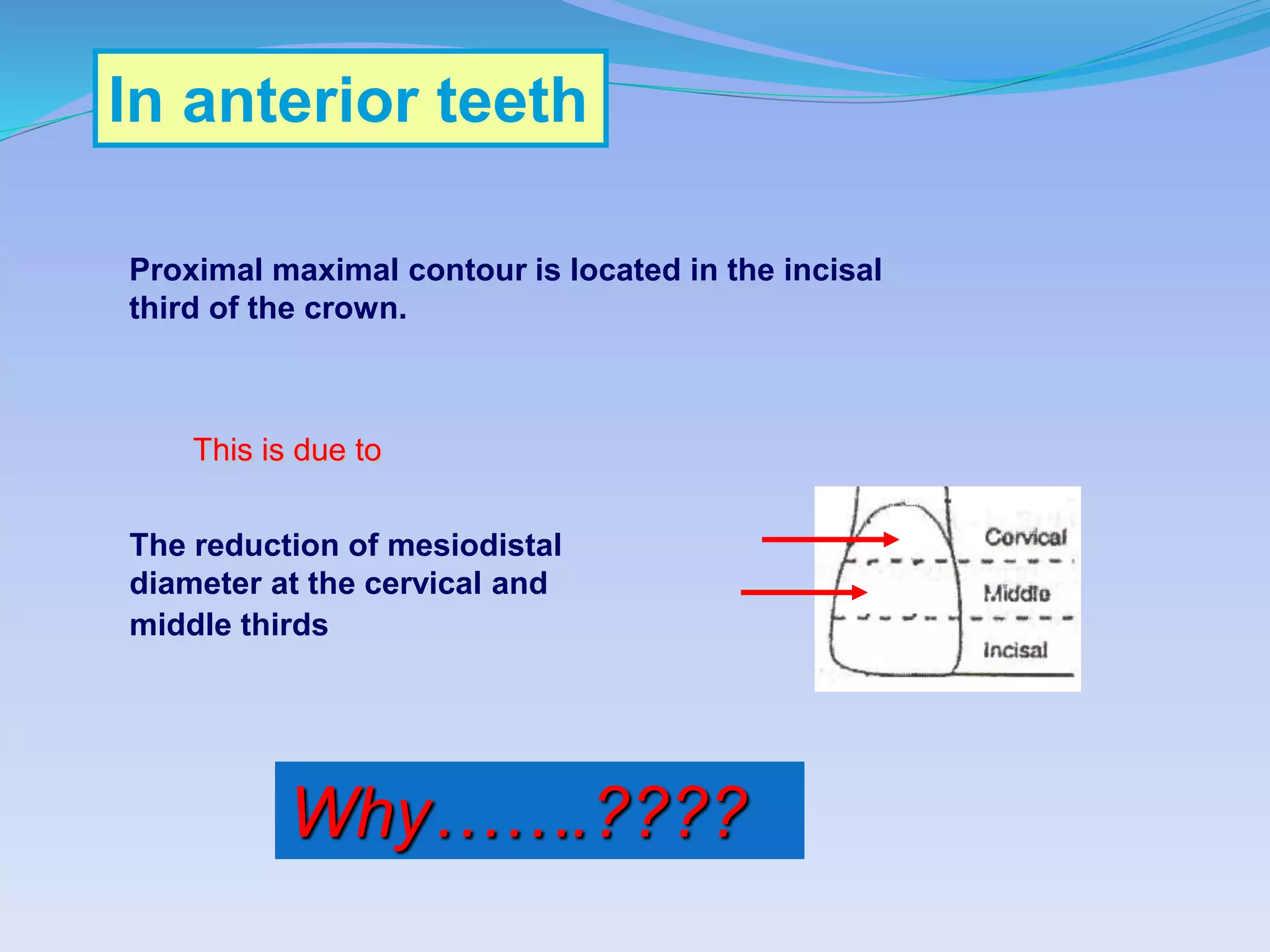 In anterior teeth
Proximal maximal contour is located in the incisal
third of the crown.
The reduction of mesiodistal
diameter at the cervical and
middle thirds
This is due to
Why…….????
 
