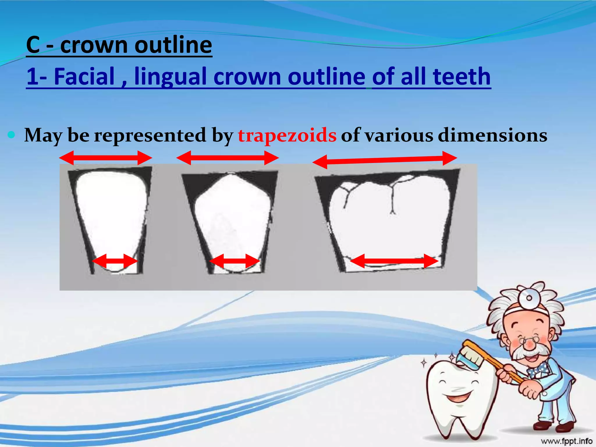 C - crown outline
1- Facial , lingual crown outline of all teeth
 May be represented by trapezoids of various dimensions
 