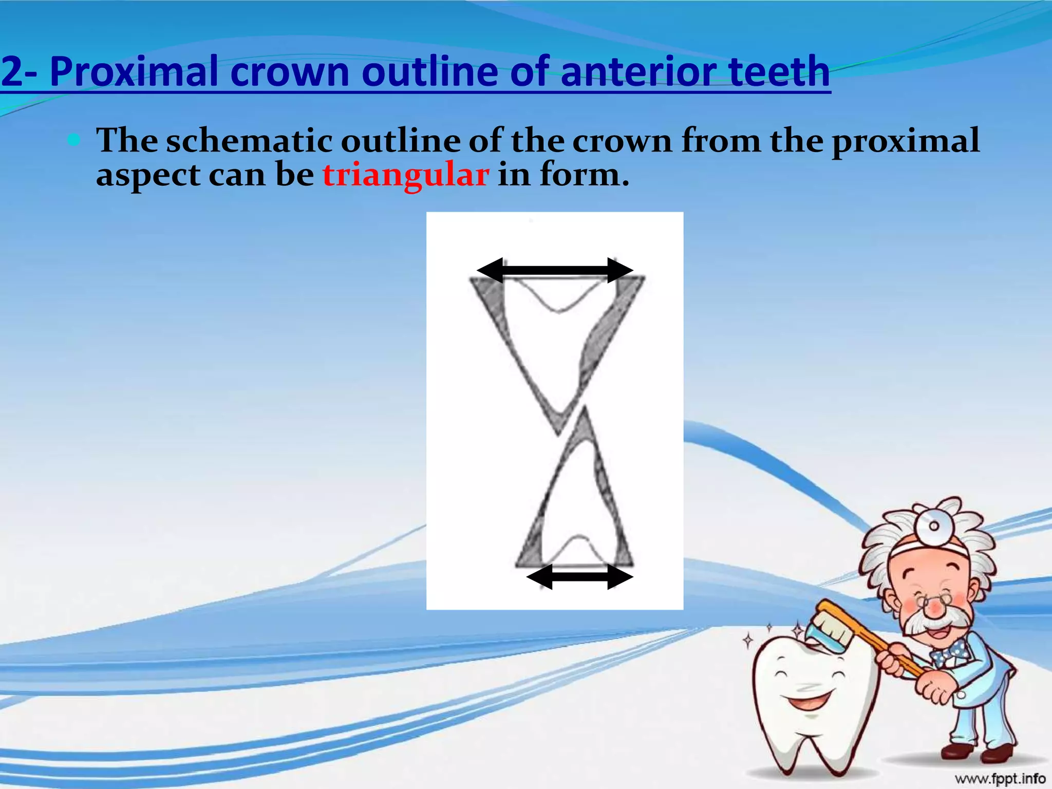 2- Proximal crown outline of anterior teeth
 The schematic outline of the crown from the proximal
aspect can be triangular in form.
 