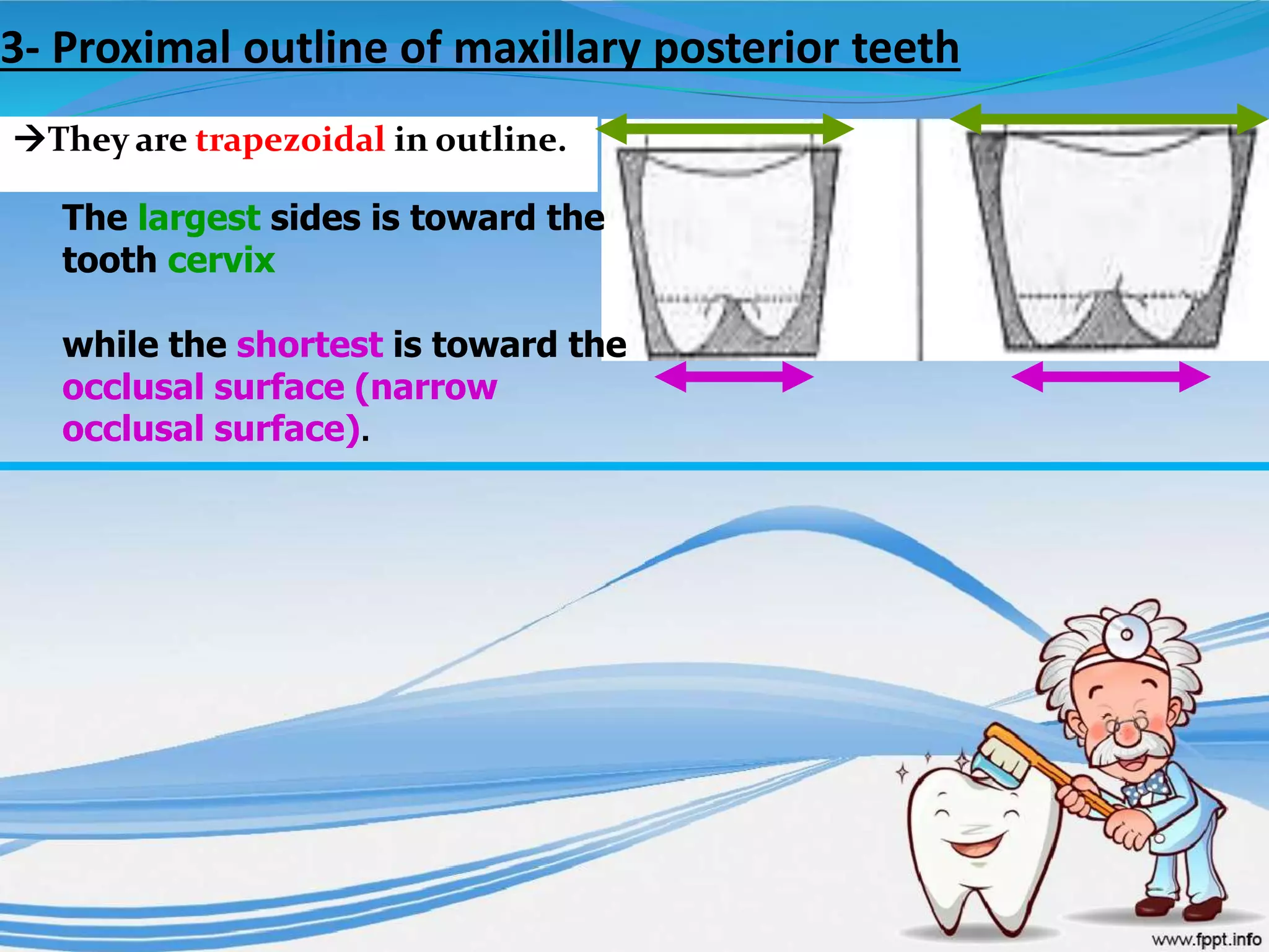 3- Proximal outline of maxillary posterior teeth
They are trapezoidal in outline.
The largest sides is toward the
tooth cervix
while the shortest is toward the
occlusal surface (narrow
occlusal surface).
 