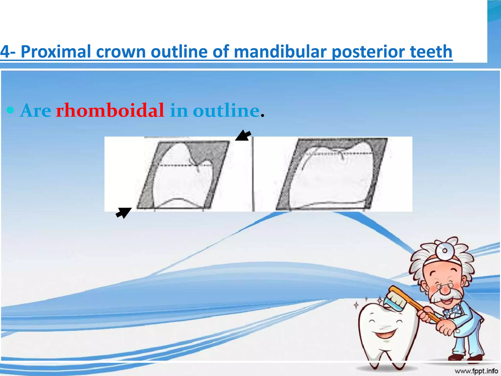 4- Proximal crown outline of mandibular posterior teeth
 Are rhomboidal in outline.
 