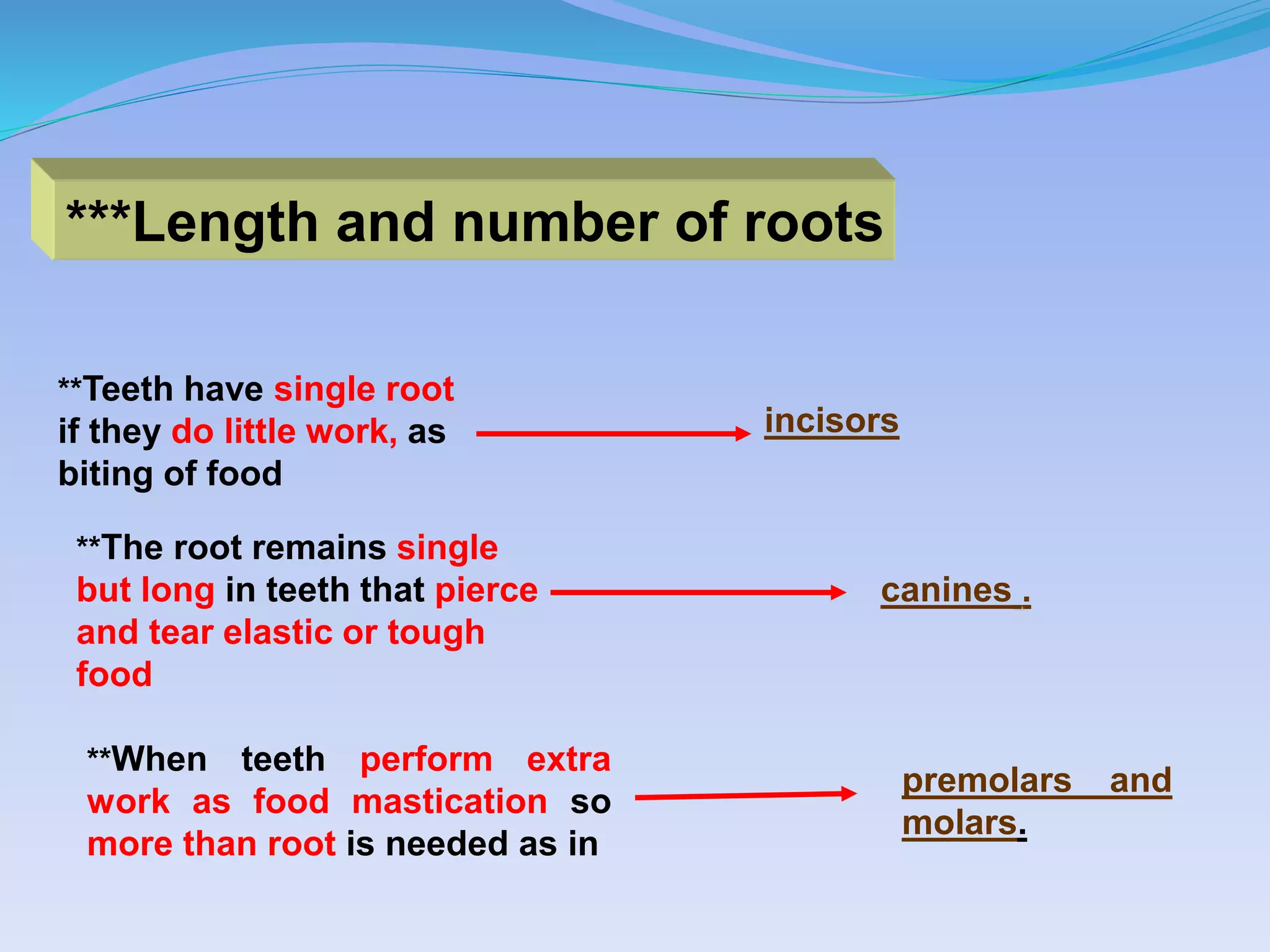 ***Length and number of roots
**Teeth have single root
if they do little work, as
biting of food
**The root remains single
but long in teeth that pierce
and tear elastic or tough
food
**When teeth perform extra
work as food mastication so
more than root is needed as in
incisors
canines .
premolars and
molars.
 