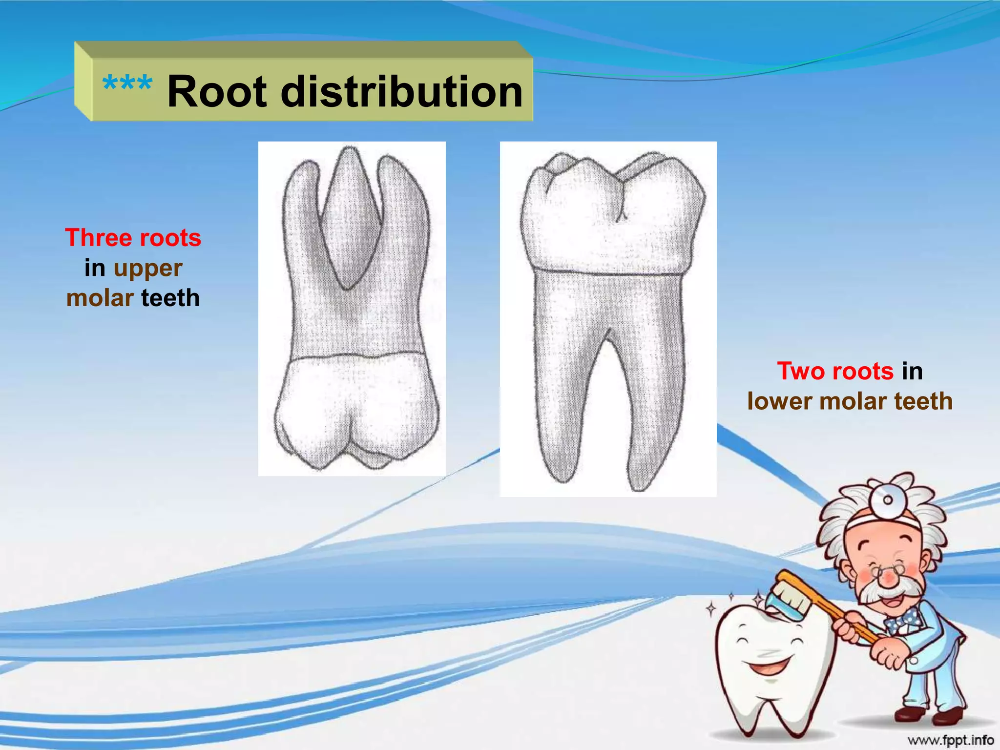 *** Root distribution
Three roots
in upper
molar teeth
Two roots in
lower molar teeth
 