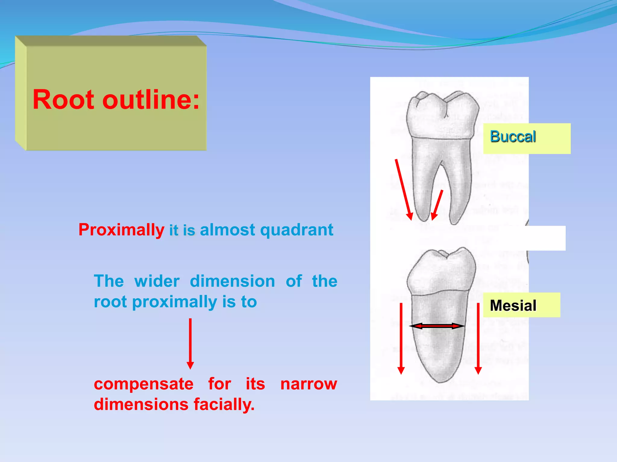 The wider dimension of the
root proximally is to
compensate for its narrow
dimensions facially.
Proximally it is almost quadrant
Root outline:
Buccal
Mesial
 