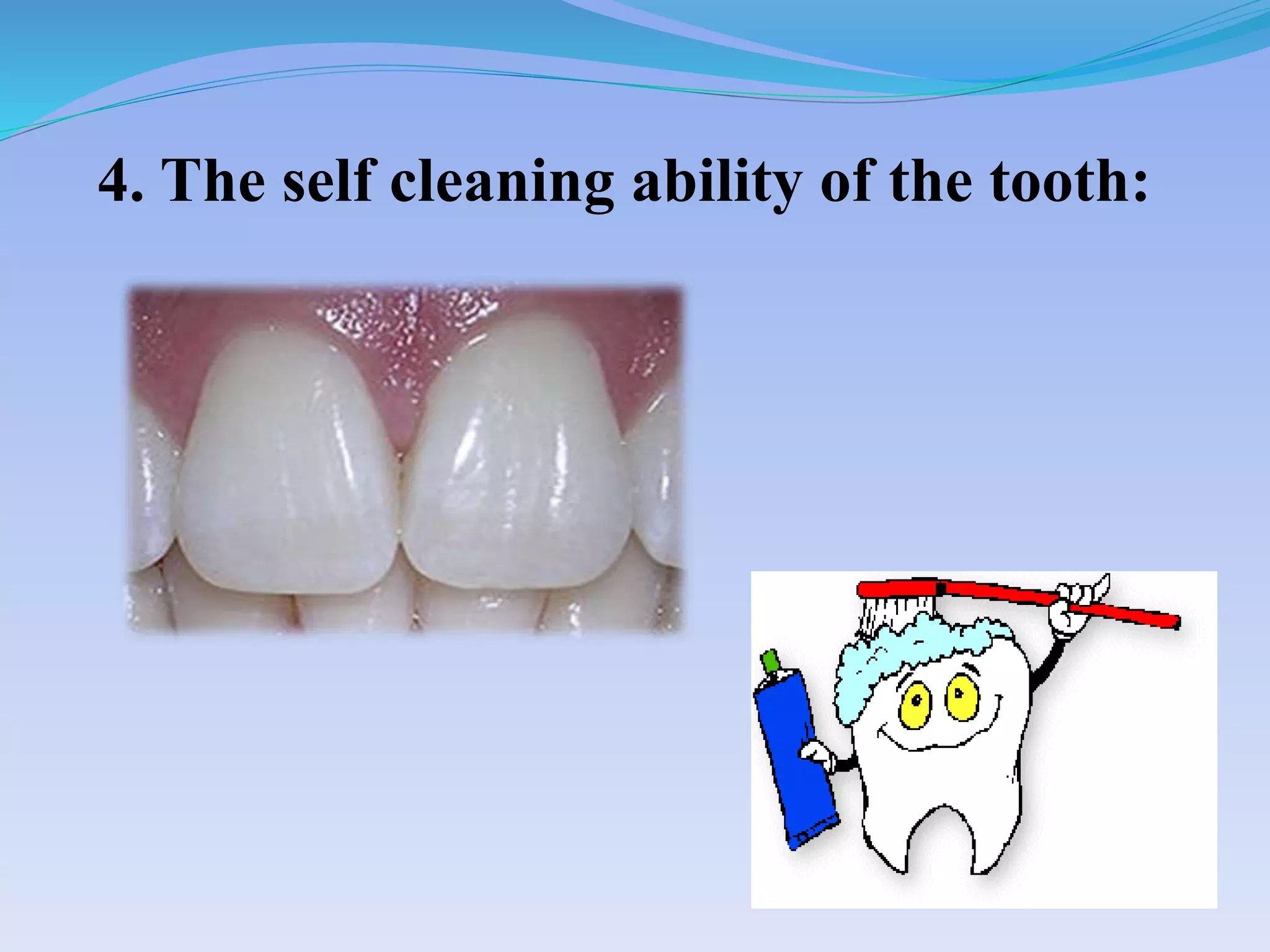 4. The self cleaning ability of the tooth:
 