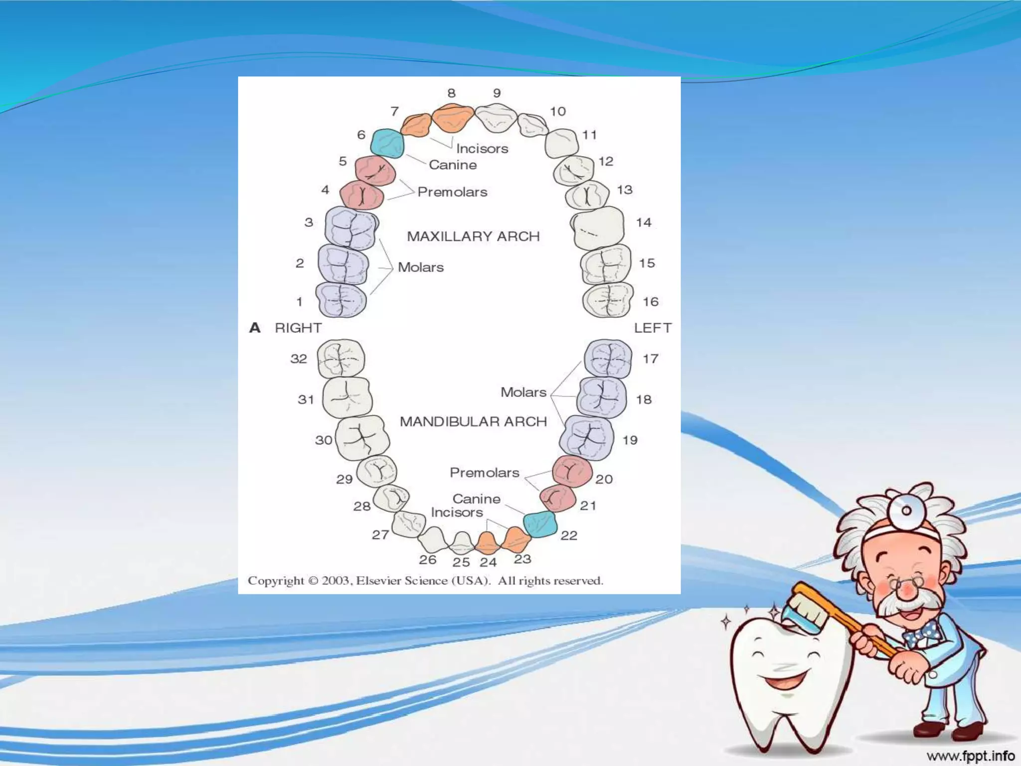 Physiologic tooth form part 2