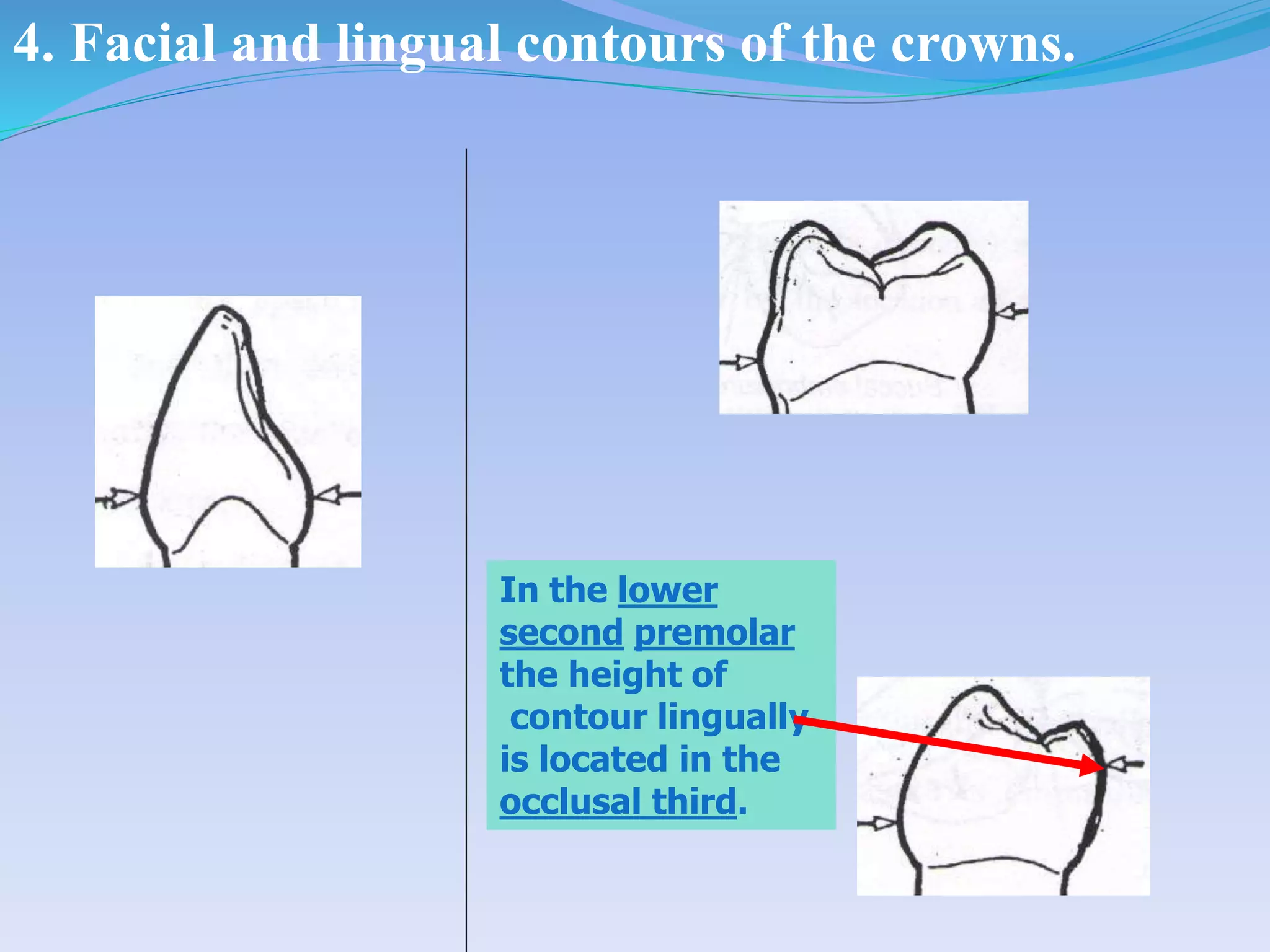 4. Facial and lingual contours of the crowns.
In the lower
second premolar
the height of
contour lingually
is located in the
occlusal third.
 
